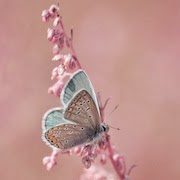сонник метелик