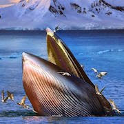сонник кит