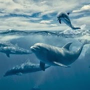 До чого сниться плавати з дельфінами?