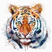малюнок тигра