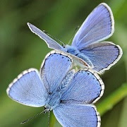 Прикмети про метеликів