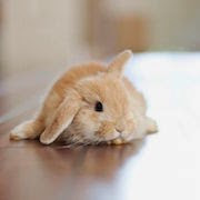 До чого сниться маленький заєць?