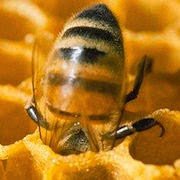 До чого сняться мед і бджоли?