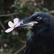 птах з квіткою