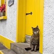 кіт у двері
