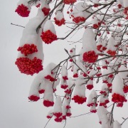 ягоди під снігом