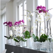 вази з квітами
