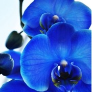 синій квітка